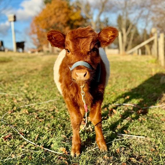 Meet your Posher, Maria - Picture 7 of 11